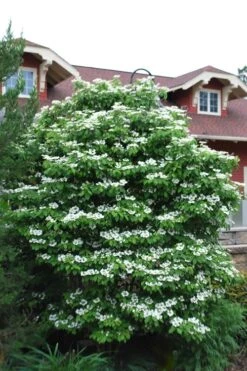 Summer Snowflake Viburnum - 3 Gallon Pot 14 Summer Snowflake Viburnum - 3 Gallon Pot -Plant Lover House Shop Viburnum Summer Snowflake 20 2