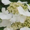 Summer Snowflake Viburnum - 3 Gallon Pot -Plant Lover House Shop Viburnum Summer Snowflake 21