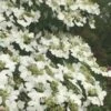 Summer Snowflake Viburnum - 6 Pack Of 1 Gallon Pots -Plant Lover House Shop Viburnum Summer Snowflake 21 500x750 1