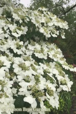 Summer Snowflake Viburnum - 3 Gallon Pot 18 Summer Snowflake Viburnum - 3 Gallon Pot -Plant Lover House Shop Viburnum Summer Snowflake 21 500x750 2