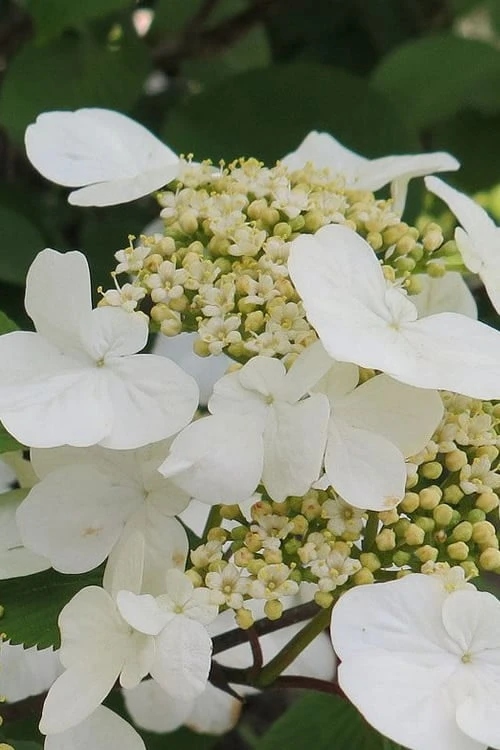 Summer Snowflake Viburnum - 3 Gallon Pot 3 Summer Snowflake Viburnum - 3 Gallon Pot