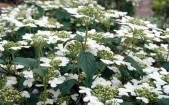 Summer Snowflake Viburnum - 6 Pack Of 1 Gallon Pots -Plant Lover House Shop Viburnum Summer Snowflake 3