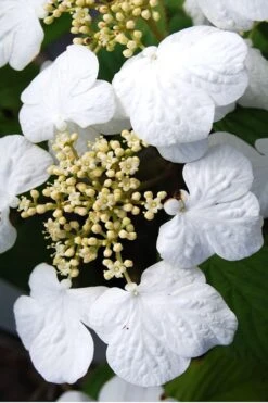 Summer Snowflake Viburnum - 3 Gallon Pot 16 Summer Snowflake Viburnum - 3 Gallon Pot -Plant Lover House Shop Viburnum Summer Snowflake 30