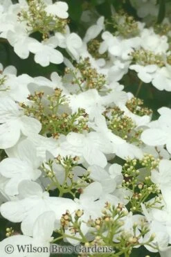 Summer Snowflake Viburnum - 6 Pack Of 1 Gallon Pots -Plant Lover House Shop Viburnum Summer Snowflake 31