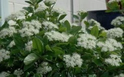 Winterthur Viburnum - 3 Gallon Pot -Plant Lover House Shop Viburnum Winterthur 11 1