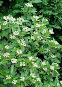 Winterthur Viburnum - 1 Gallon Pot -Plant Lover House Shop Viburnum Winterthur 7