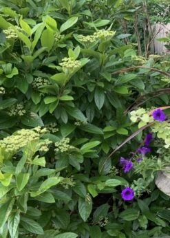 Winterthur Viburnum - 1 Gallon Pot -Plant Lover House Shop Viburnum Winterthur 9