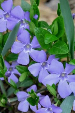 Evergreen Periwinkle (Vinca Minor) - 10 Count Flat Of Pint Pots