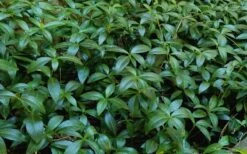 Evergreen Periwinkle (Vinca Minor) - 10 Count Flat Of Pint Pots -Plant Lover House Shop Vinca Minor 11 2