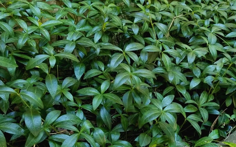 White Evergreen Periwinkle (Vinca Minor 'Alba') - 5 Pack Of Pint Pots 8 White Evergreen Periwinkle (Vinca Minor 'Alba') - 5 Pack Of Pint Pots - Image 6