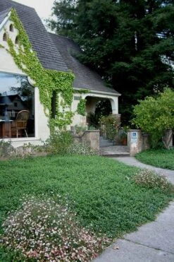 White Evergreen Periwinkle (Vinca Minor 'Alba') - 6 Pack Of Pint Pots -Plant Lover House Shop Vinca Minor 14 1