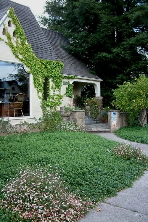 White Evergreen Periwinkle (Vinca Minor 'Alba') - 5 Pack Of Pint Pots 6 White Evergreen Periwinkle (Vinca Minor 'Alba') - 5 Pack Of Pint Pots - Image 4