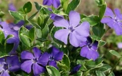 Ralph Shugert Variegated Periwinkle - Vinca Minor - 3 Pack Of Pint Pots -Plant Lover House Shop Vinca Minor Ralph Shugert Closeup