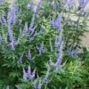 Blue Chaste Tree - Vitex Agnus-castus - 1 Gallon Pot -Plant Lover House Shop Vitex Agnus Castus Chaste Tree rev 500x750 1