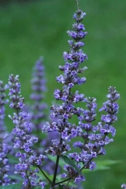 Blue Diddley Dwarf Chaste Tree - Vitex Agnus-castus - 3 Gallon Pot -Plant Lover House Shop Vitex Blue Diddley 1