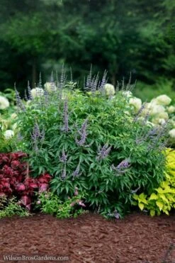 Blue Diddley Dwarf Chaste Tree - Vitex Agnus-castus - 3 Gallon Pot -Plant Lover House Shop Vitex Blue Diddley 3