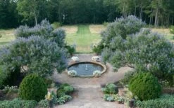 Blue Chaste Tree - Vitex Agnus-castus - 1 Gallon Pot -Plant Lover House Shop Vitex Chaste Tree 11