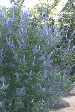 Blue Chaste Tree - Vitex Agnus-castus - 1 Gallon Pot -Plant Lover House Shop Vitex Chaste Tree 14