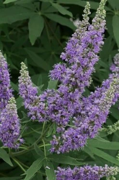 Shoal Creek Chaste Tree (Vitex) - 5 Gallon Pot 12 Shoal Creek Chaste Tree (Vitex) - 5 Gallon Pot -Plant Lover House Shop Vitex Shoal Creek 15