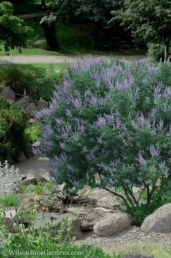 Shoal Creek Chaste Tree (Vitex) - 5 Gallon Pot 11 Shoal Creek Chaste Tree (Vitex) - 5 Gallon Pot -Plant Lover House Shop Vitex Shoal Creek 17