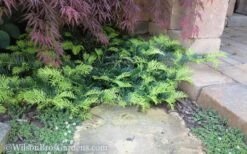 Creeping Japanese Plum Yew (Cephalotaxus Harringtonia 'Prostrata') - 2.5 Gallon Pot -Plant Lover House Shop Yew Creeping 2 50 1