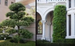 Podocarpus Macrophyllus Upright Yew - 1 Gallon Pot -Plant Lover House Shop Yew Podocarpus 2