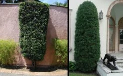 Podocarpus Macrophyllus Upright Yew - 3 Gallon Pot -Plant Lover House Shop Yew Podocarpus 3 1