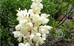 Color Guard Yucca - 2 Gallon Pot -Plant Lover House Shop Yucca Color Guard Flowers Closeup