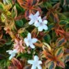 Kaleidoscope Dwarf Abelia - 3 Gallon Pot 2 Kaleidoscope Dwarf Abelia - 3 Gallon Pot -Plant Lover House Shop abelia kaliedoscope 11 1