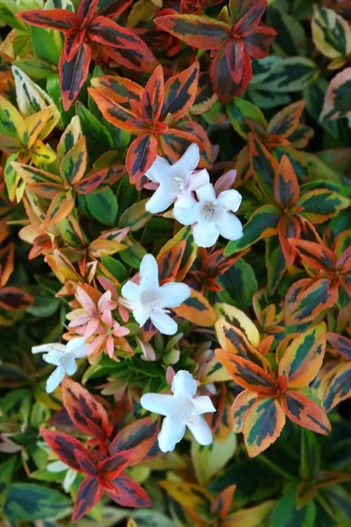 Kaleidoscope Dwarf Abelia - 3 Gallon Pot 3 Kaleidoscope Dwarf Abelia - 3 Gallon Pot