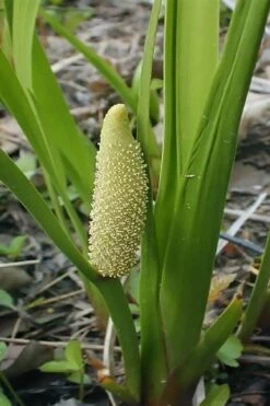 American Sweet Flag (Acorus Americanus) - 1 Gallon Pot -Plant Lover House Shop acorus americanus american sweet flag 10