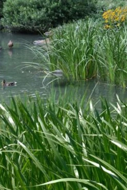 American Sweet Flag (Acorus Americanus) - 8 Pack Of 1 Gallon Pots -Plant Lover House Shop acorus americanus american sweet flag 11 1