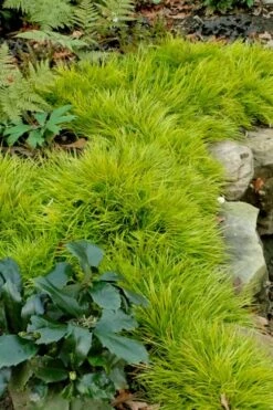 Dwarf Golden Sweet Flag - Acorus Gramineus 'Minimus Aureus' - 10 Pack Of Pint Pots -Plant Lover House Shop acorus gramineus minnimus aurea dwarf golden sweet flag 101