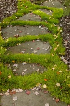 Dwarf Golden Sweet Flag - Acorus Gramineus 'Minimus Aureus' - 10 Pack Of Pint Pots -Plant Lover House Shop acorus gramineus minnimus aurea dwarf golden sweet flag 106