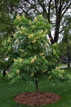 Ohio Buckeye (Aesculus Glabra) - 3 Gallon Pot 17 Ohio Buckeye (Aesculus Glabra) - 3 Gallon Pot -Plant Lover House Shop aesculus glabra ohio buckeye 12