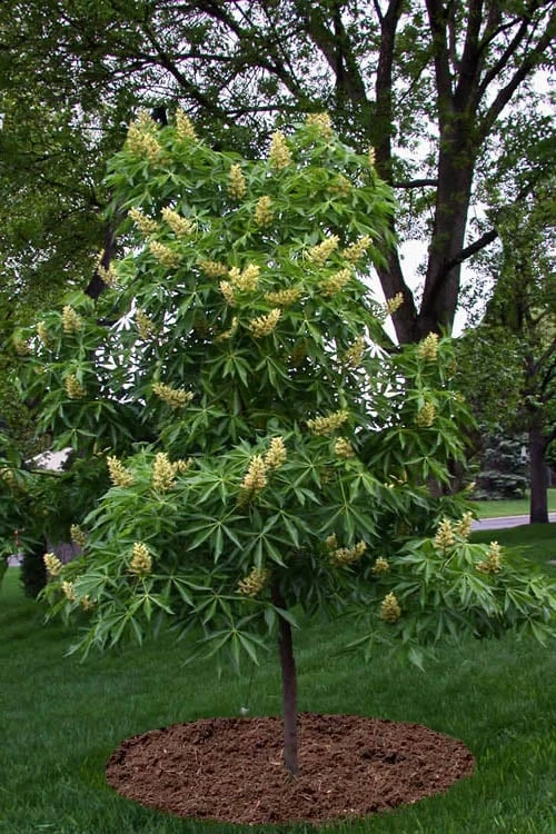 Ohio Buckeye (Aesculus Glabra) - 3 Gallon Pot 8 Ohio Buckeye (Aesculus Glabra) - 3 Gallon Pot - Image 6
