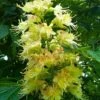 Ohio Buckeye (Aesculus Glabra) - 1 Gallon Pot 2 Ohio Buckeye (Aesculus Glabra) - 1 Gallon Pot -Plant Lover House Shop aesculus glabra ohio buckeye 20 1