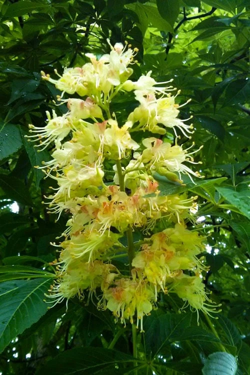 Ohio Buckeye (Aesculus Glabra) - 3 Gallon Pot 3 Ohio Buckeye (Aesculus Glabra) - 3 Gallon Pot