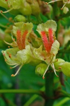 Ohio Buckeye (Aesculus Glabra) - 3 Gallon Pot 19 Ohio Buckeye (Aesculus Glabra) - 3 Gallon Pot -Plant Lover House Shop aesculus glabra ohio buckeye 4