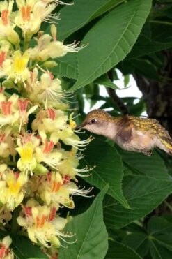 Ohio Buckeye (Aesculus Glabra) - 1 Gallon Pot -Plant Lover House Shop aesculus glabra ohio buckeye 6 1