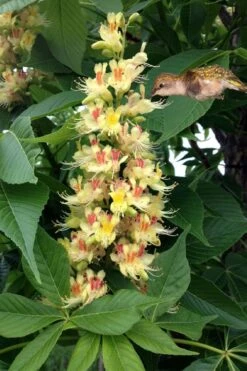 Ohio Buckeye (Aesculus Glabra) - 3 Gallon Pot 15 Ohio Buckeye (Aesculus Glabra) - 3 Gallon Pot -Plant Lover House Shop aesculus glabra ohio buckeye 9