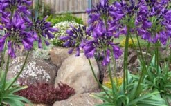 Ever Amethyst Agapanthus (Lily Of The Nile) - 1 Gallon Pot -Plant Lover House Shop agapanthus ever amethyst lily of the nile 10