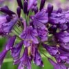 Ever Amethyst Agapanthus (Lily Of The Nile) - 1 Gallon Pot 1 Ever Amethyst Agapanthus (Lily Of The Nile) - 1 Gallon Pot -Plant Lover House Shop agapanthus ever amethyst lily of the nile 11
