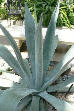 American Agave (Century Plant) - 3 Gallon Pot 13 American Agave (Century Plant) - 3 Gallon Pot -Plant Lover House Shop agave americana centrury plant 1