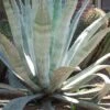American Agave (Century Plant) - 3 Gallon Pot 2 American Agave (Century Plant) - 3 Gallon Pot -Plant Lover House Shop agave americana centrury plant 4