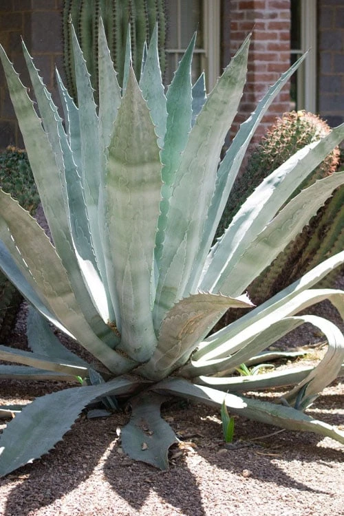 American Agave (Century Plant) - 3 Gallon Pot 3 American Agave (Century Plant) - 3 Gallon Pot