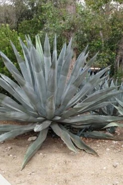 American Agave (Century Plant) - 3 Gallon Pot 12 American Agave (Century Plant) - 3 Gallon Pot -Plant Lover House Shop agave americana centrury plant 5