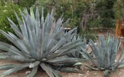 American Agave (Century Plant) - 3 Gallon Pot 11 American Agave (Century Plant) - 3 Gallon Pot -Plant Lover House Shop agave americana centrury plant 6