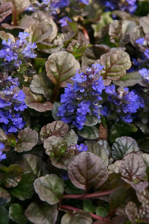 Bronze Beauty Ajuga (Bugleweed) - 6 Pack Of 3.5" Pint Pots 6 Bronze Beauty Ajuga (Bugleweed) - 6 Pack Of 3.5" Pint Pots - Image 4