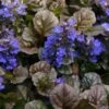 Bronze Beauty Ajuga (Bugleweed) - 10 Pack Of 4" Pint Pots -Plant Lover House Shop ajuga bronze beauty 28 2